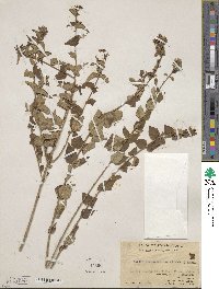 Abelia chinensis image