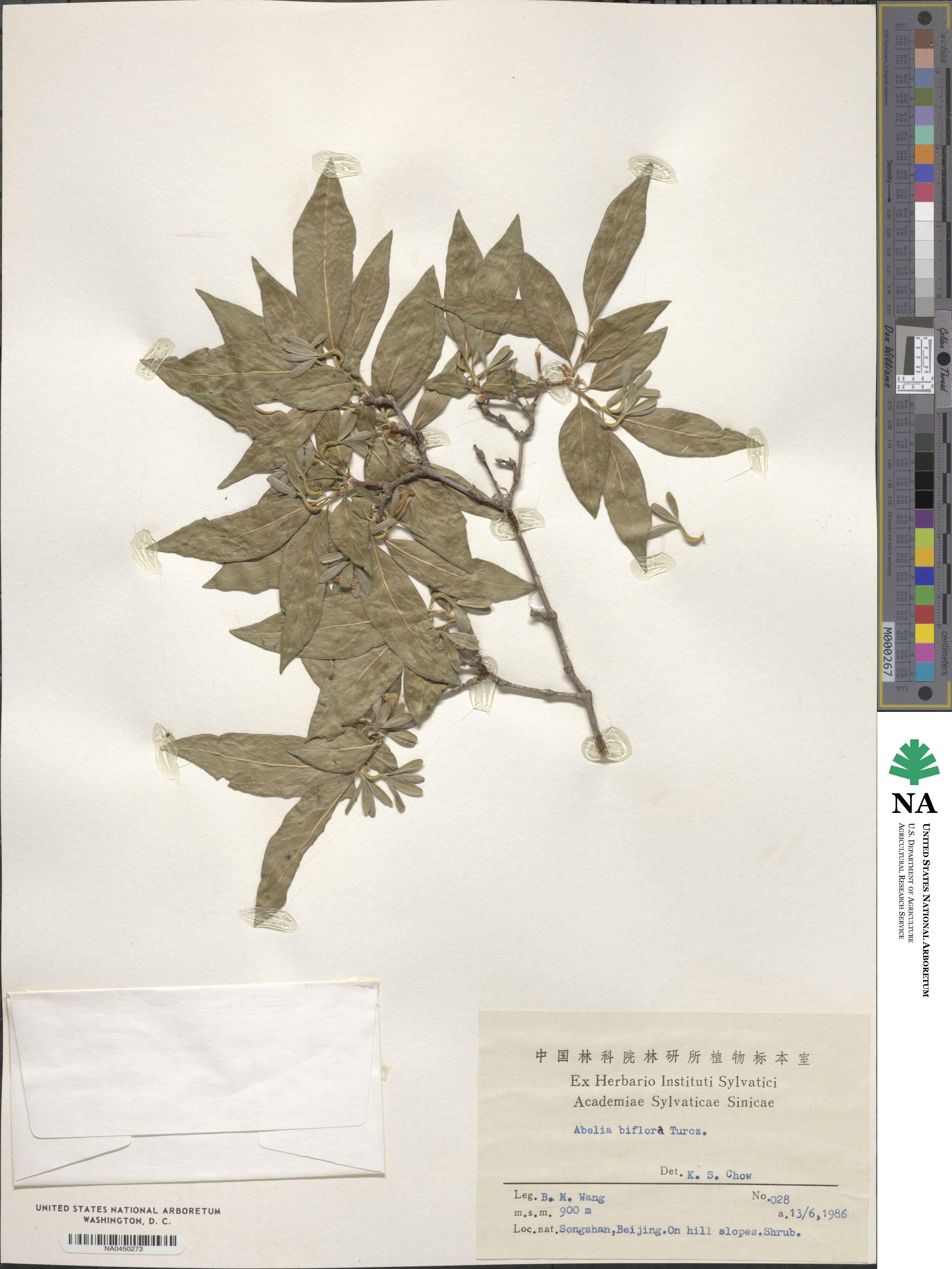 Zabelia biflora image