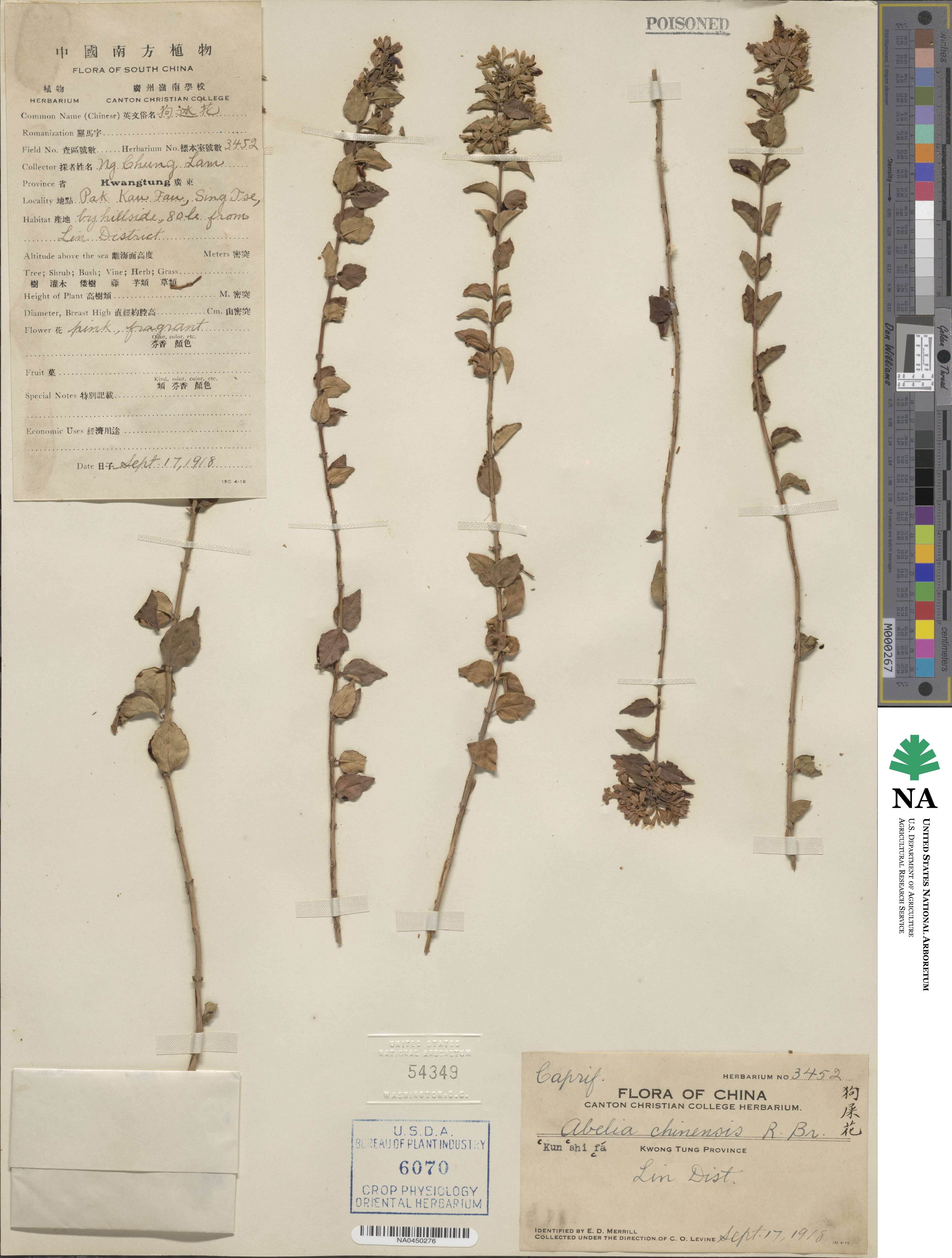 Abelia chinensis image