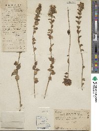 Abelia chinensis image