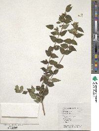 Abelia chinensis image