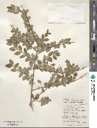 Abelia chinensis image