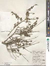 Abelia chinensis image