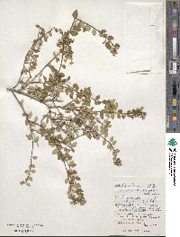 Abelia chinensis image