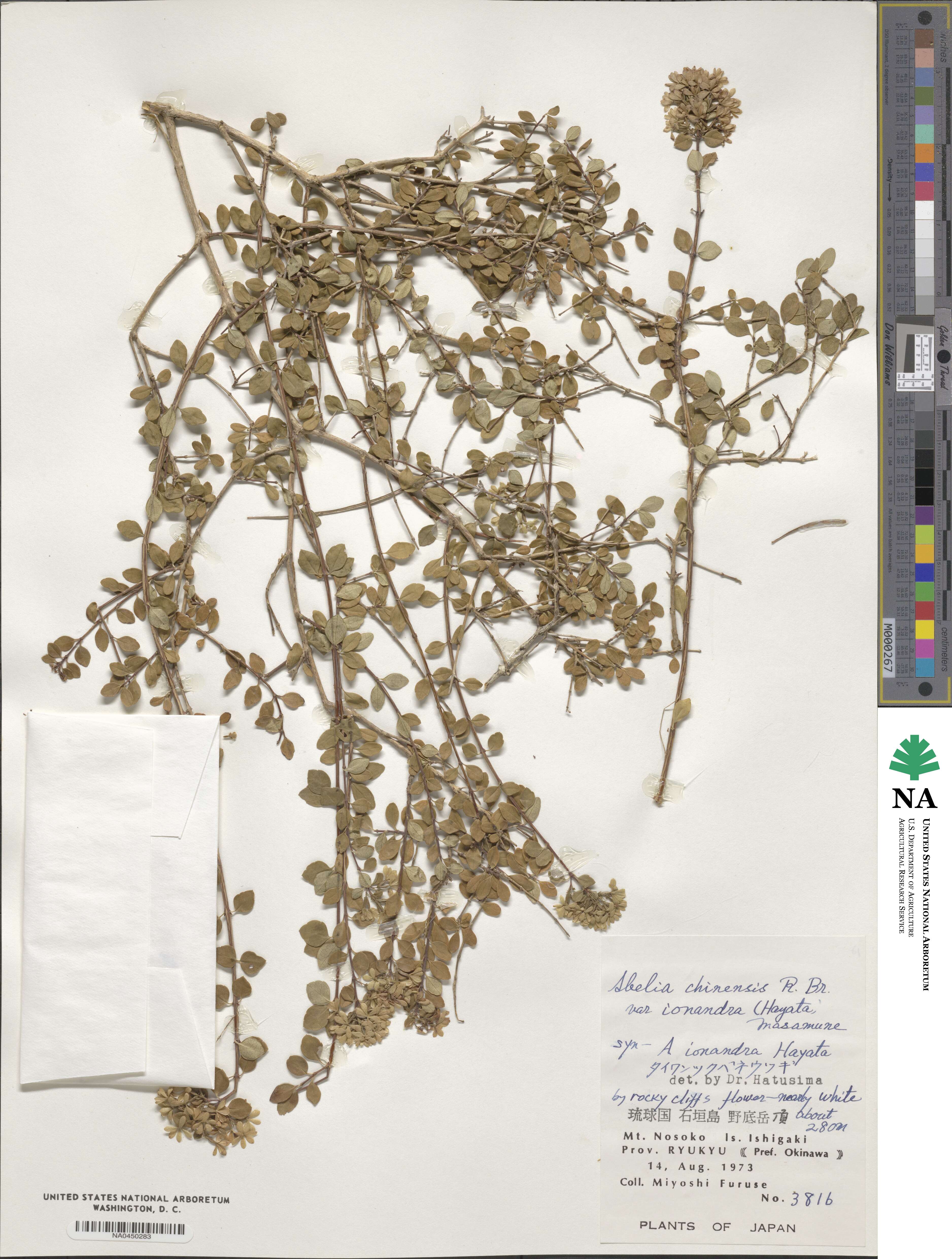 Abelia chinensis var. ionandra image