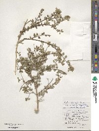 Abelia chinensis image