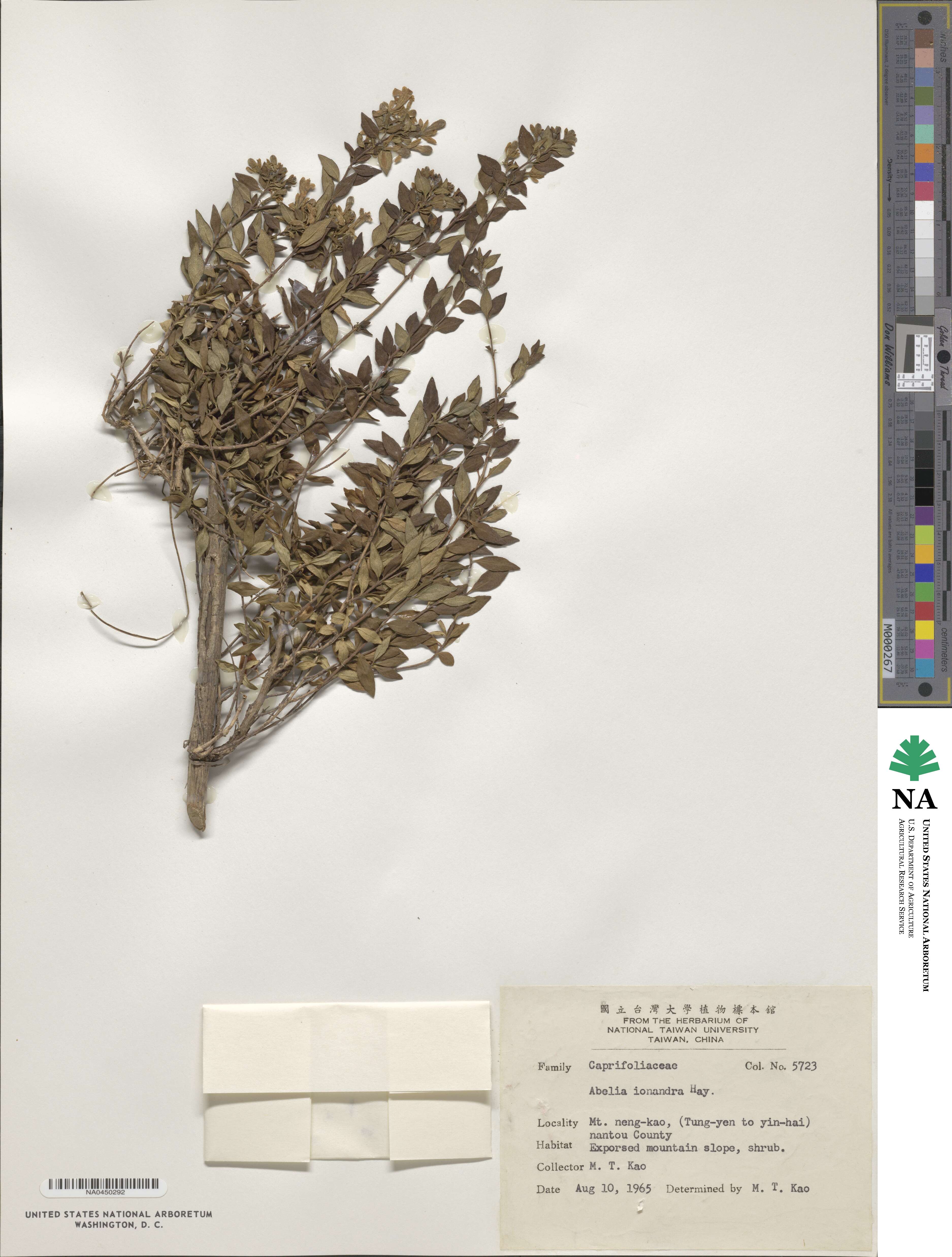Abelia chinensis image