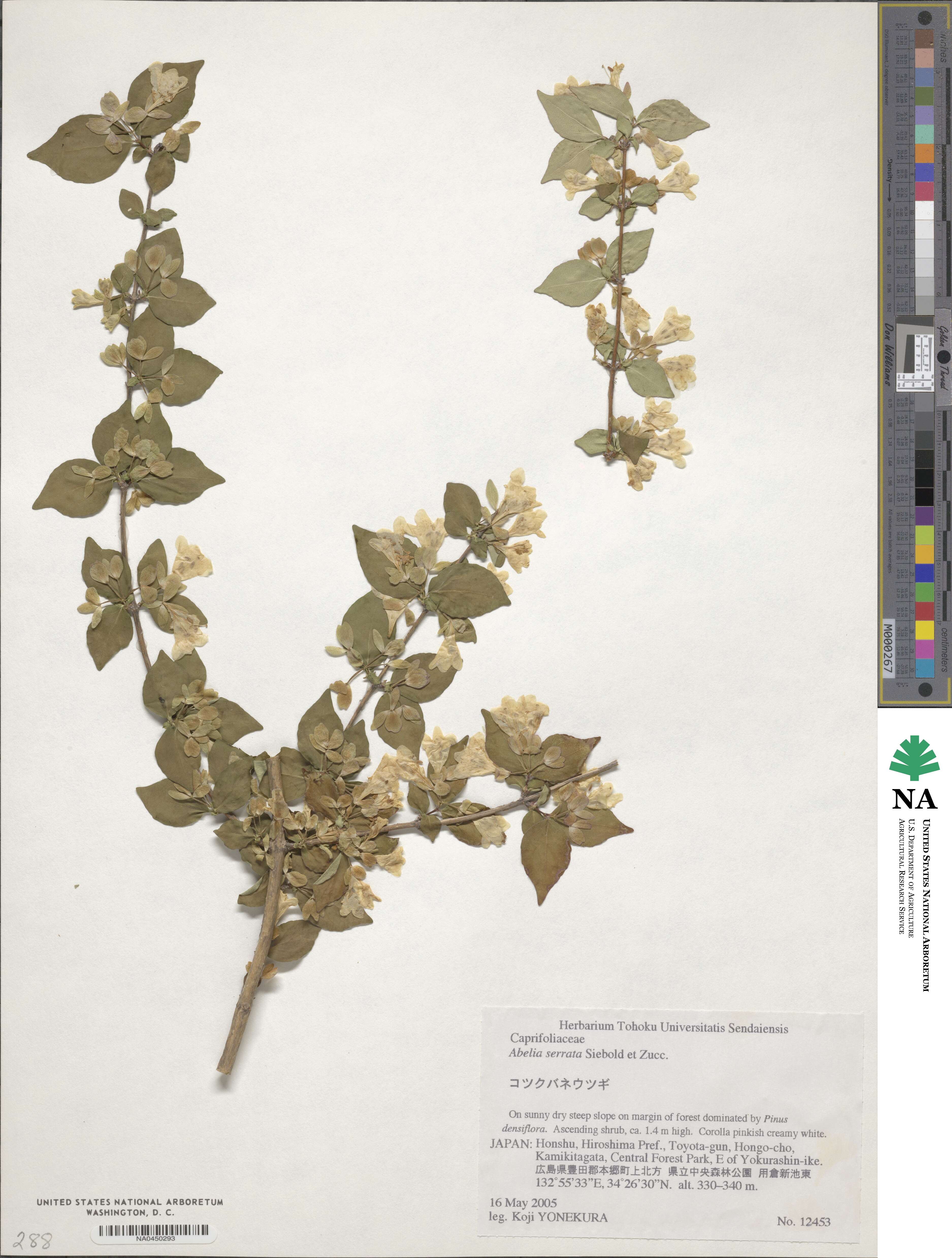 Diabelia serrata image
