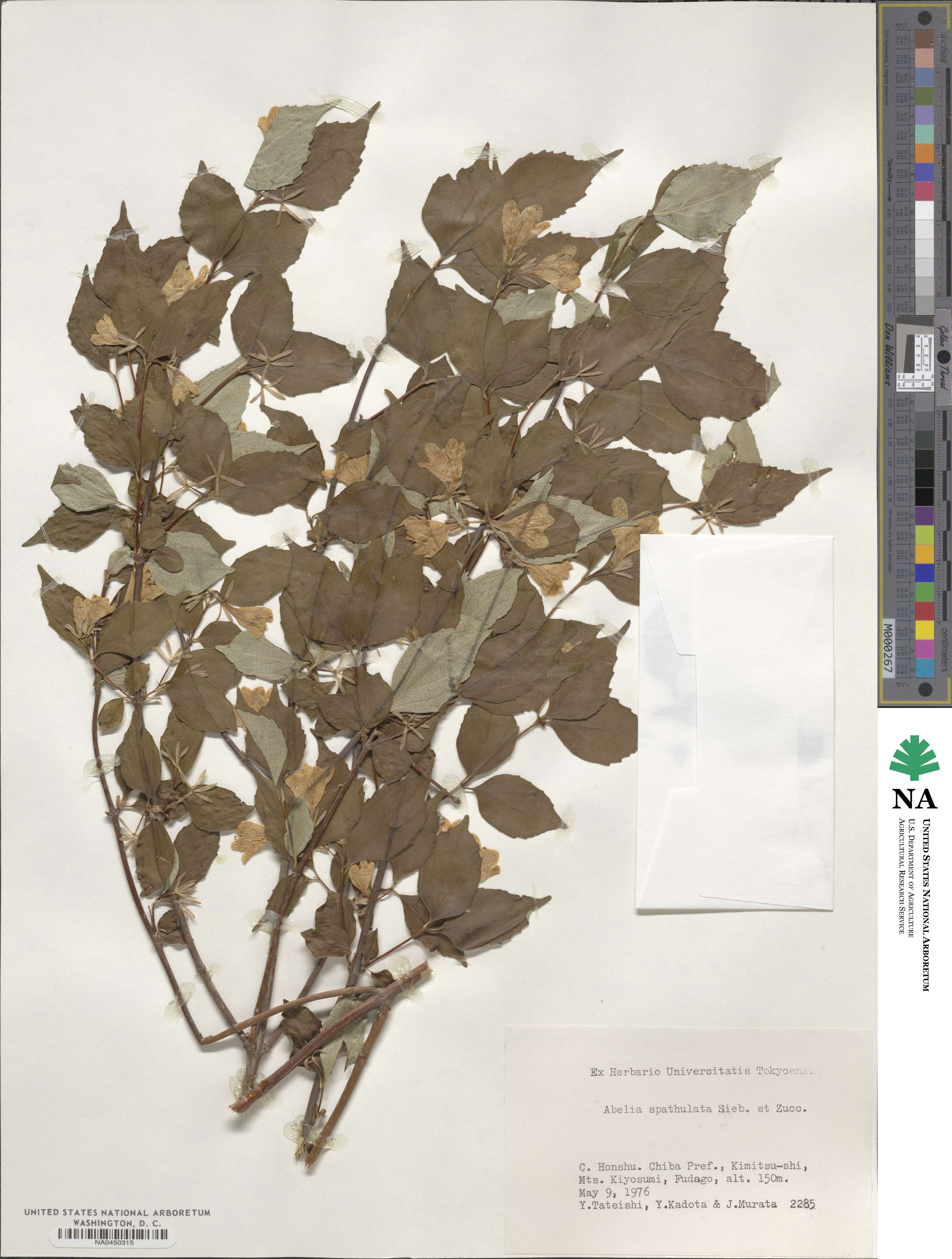 Diabelia spathulata image