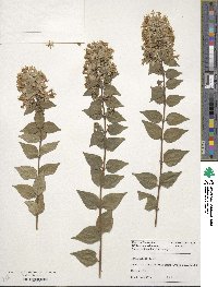 Abelia chinensis image