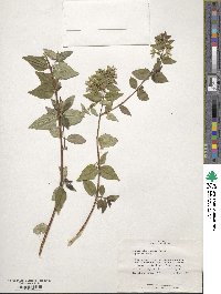 Abelia chinensis image