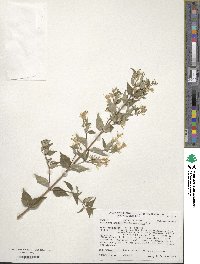 Abelia chinensis image