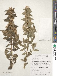 Abelia chinensis image