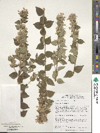 Abelia chinensis image