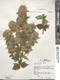 Abelia chinensis image