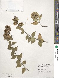 Abelia chinensis image