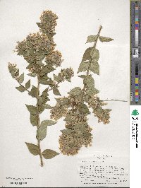 Abelia chinensis image