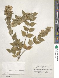 Abelia chinensis image