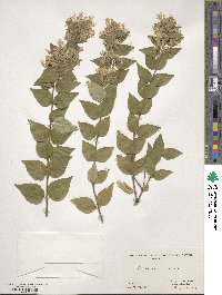 Abelia chinensis image