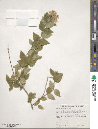 Abelia chinensis image