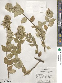 Abelia chinensis image