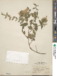 Abelia chinensis image