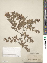 Abelia chinensis image