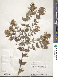 Abelia chinensis image