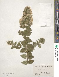 Abelia chinensis image