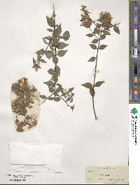 Abelia chinensis image