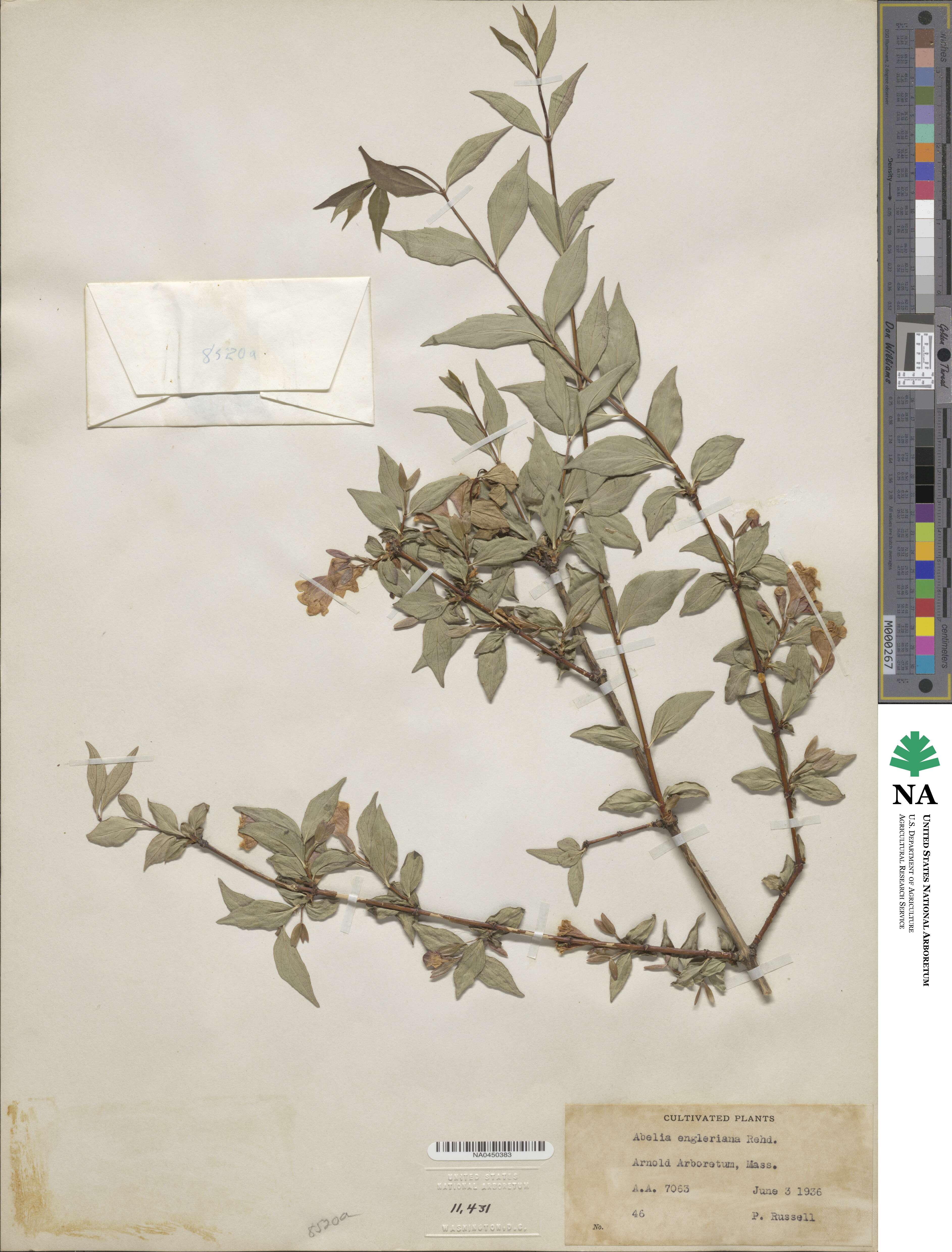 Abelia macrotera var. engleriana image