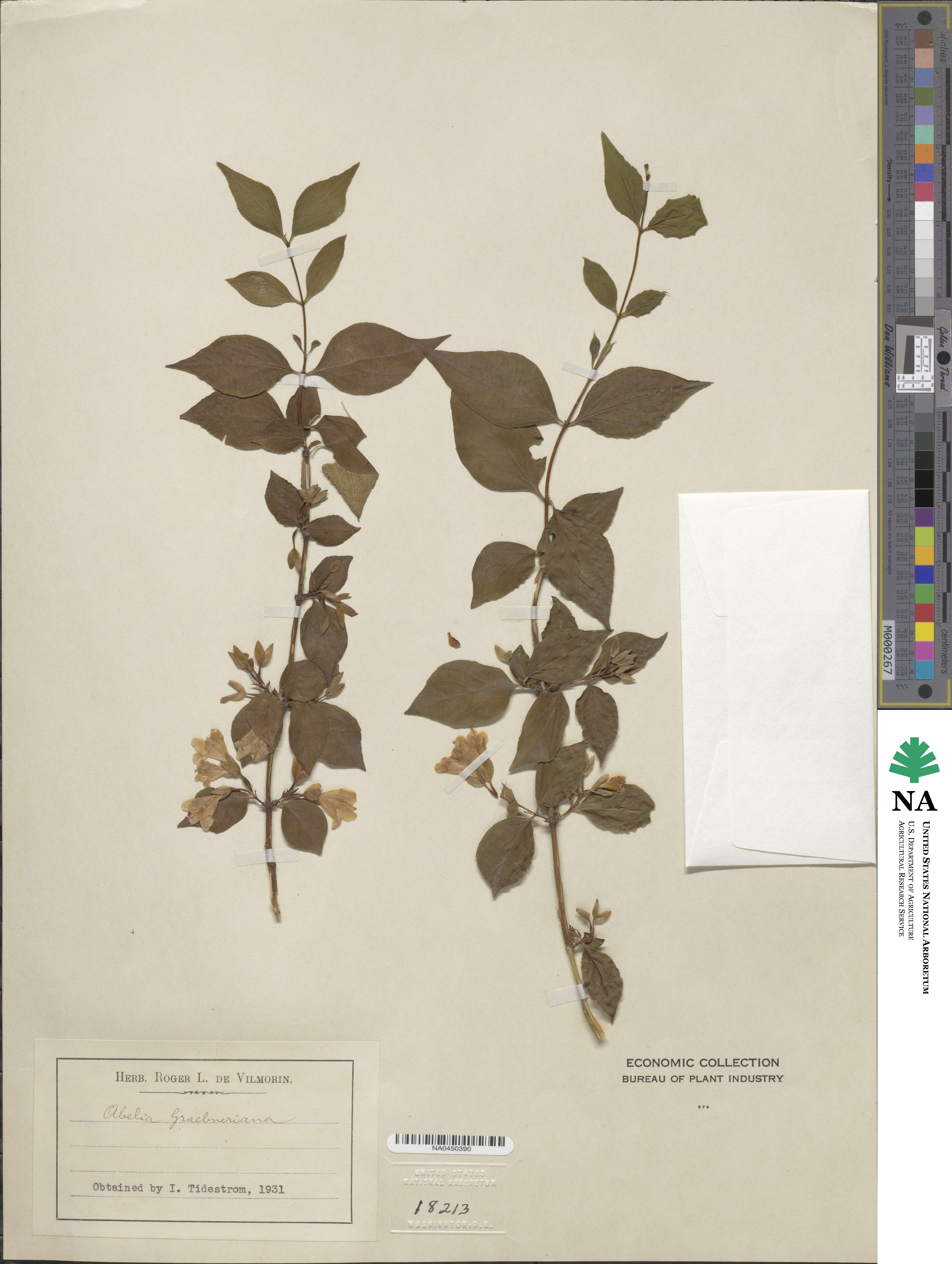 Abelia uniflora image