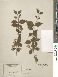 Image of Abelia uniflora