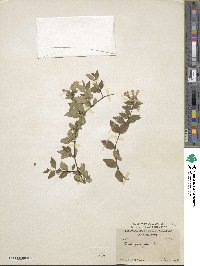 Abelia × grandiflora image