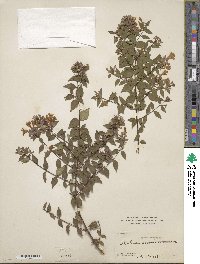 Abelia × grandiflora image