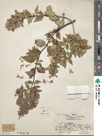 Abelia × grandiflora image