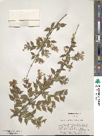 Abelia × grandiflora image