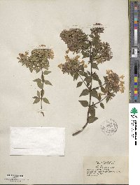 Abelia × grandiflora image