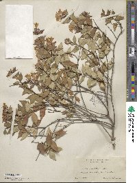 Abelia × grandiflora image