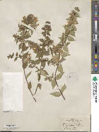 Abelia × grandiflora image