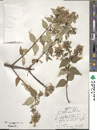 Abelia × grandiflora image