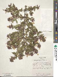 Abelia × grandiflora image