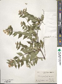 Abelia × grandiflora image