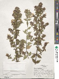 Abelia × grandiflora image