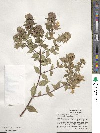 Abelia × grandiflora image