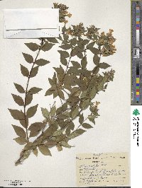 Abelia × grandiflora image