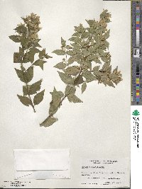 Abelia × grandiflora image