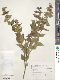 Abelia × grandiflora image