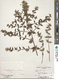 Abelia × grandiflora image