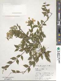 Abelia × grandiflora image